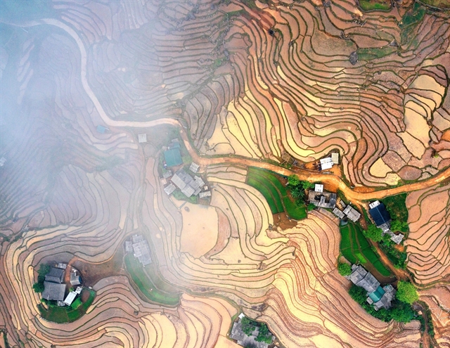 Bát Xát's terraced rice fields come alive in the rainy season