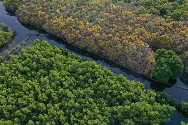 Mangroves promote climate change mitigation and adaptation goals