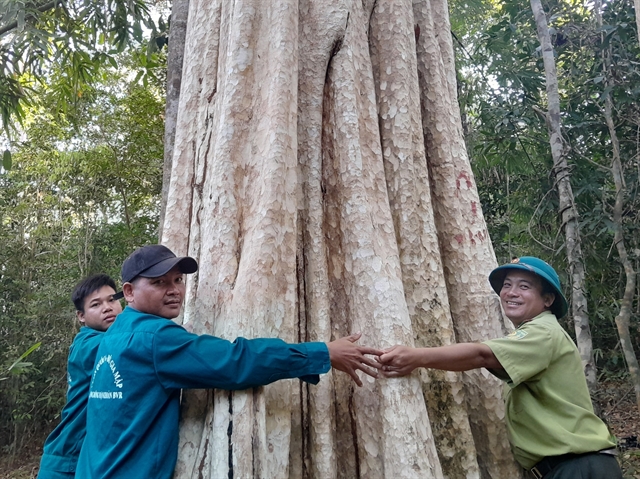 Bình Phước Province expands timber forests