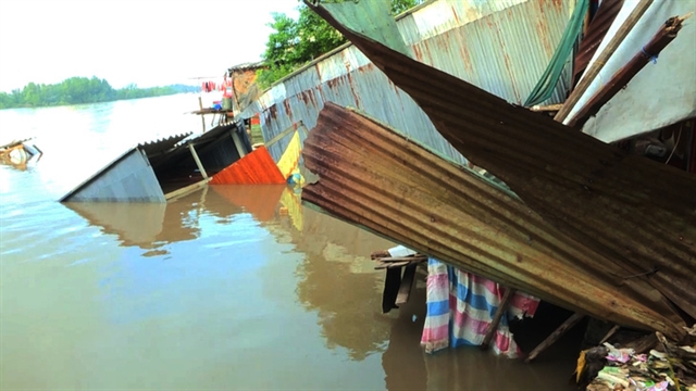 Rainy season intensifies riverbank erosion in Cà Mau Province