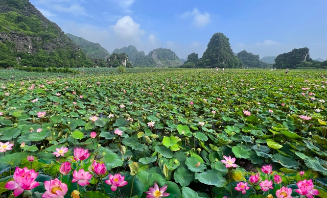 Lotus season in Ninh Bình