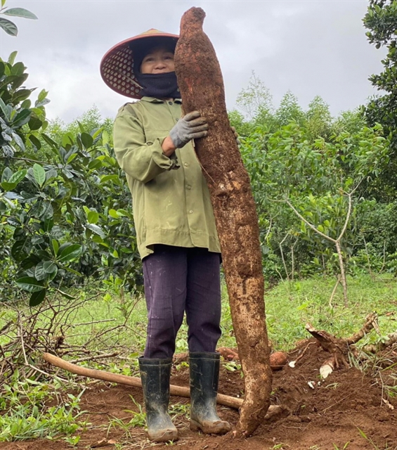 Phú Yên Province farmer harvests giant cassava