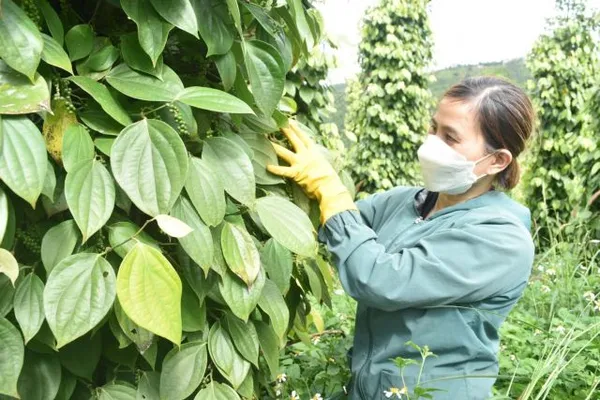 Pepper finds its way back into the group of billion-dollar export items