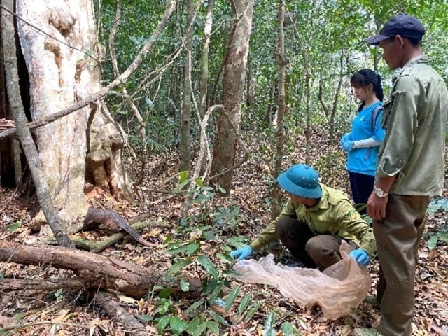 Endangered animals returned to nature in Bình Phước Province