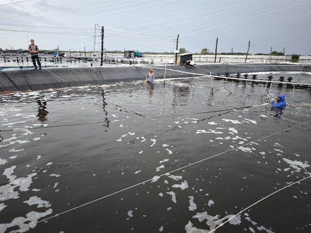 Bến Tre makes great strides in high-tech shrimp farming