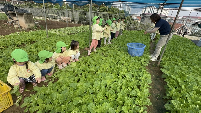 Vegetables in the sky