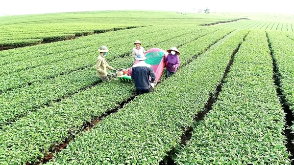 Institute builds new varieties to increase value of Vietnamese tea