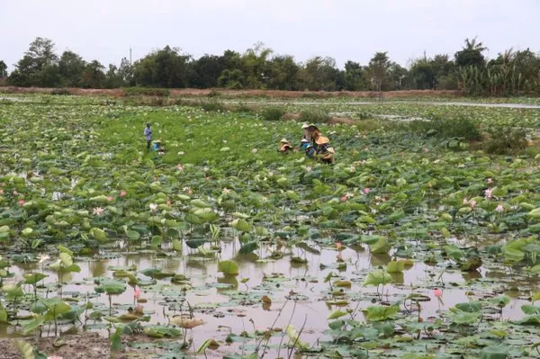 Đồng Tháp Province to develop lotus cultivation sustainably