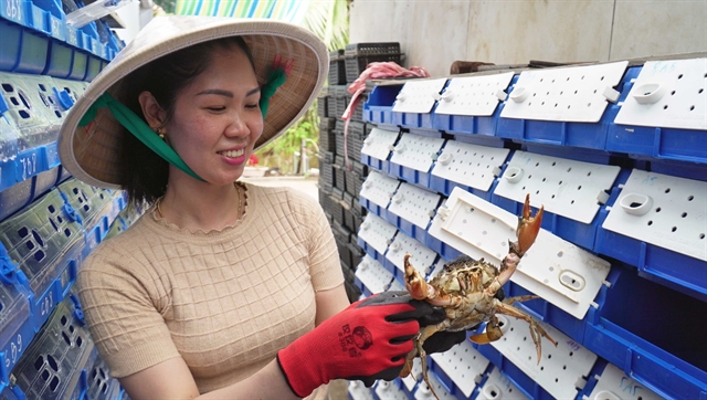 High-tech crab farming method paves the way for Cà Mau aquaculture