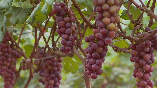 Grape-picking model in Hà Nội