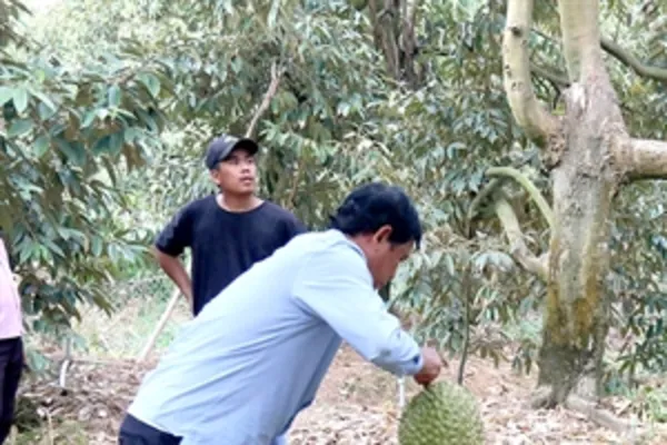 Tiền Giang grapples with saltwater intrusion in rivers to protect orchards