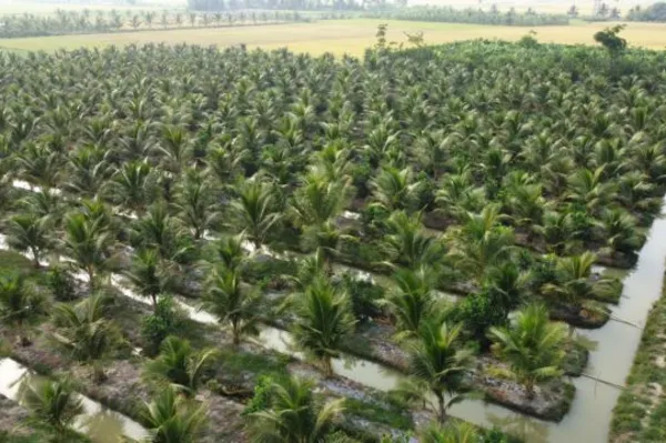 Trà Vinh Province develops high-quality coconut farming