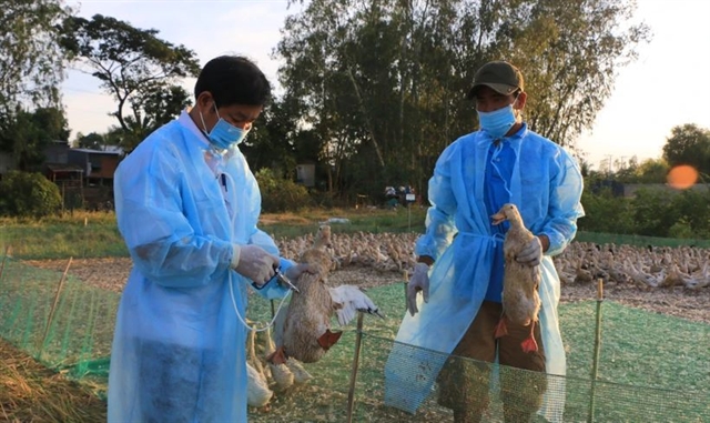 Localities must prevent bird flu from entering Việt Nam