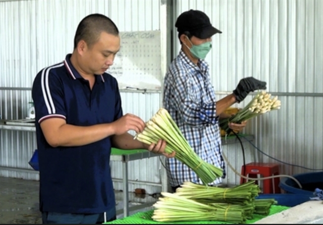 Farmer in Cửu Long Delta succeeds in exporting lemongrass