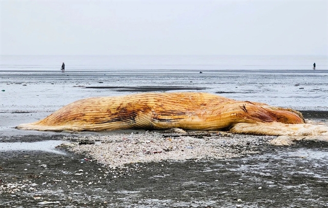 10-tonne whale carcass buried in central province