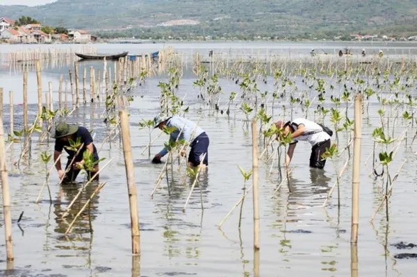 Mangrove forests revived to mitigate impacts of climate change