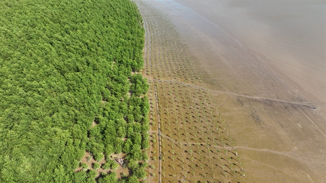 'SK-backed' green company to cover the Mekong River with mangroves