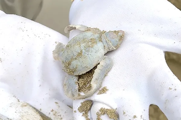 Blanche – the baby white sea turtle born on Côn Đảo