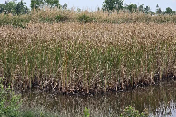 Mekong Delta faces severe drought, salinity concerns