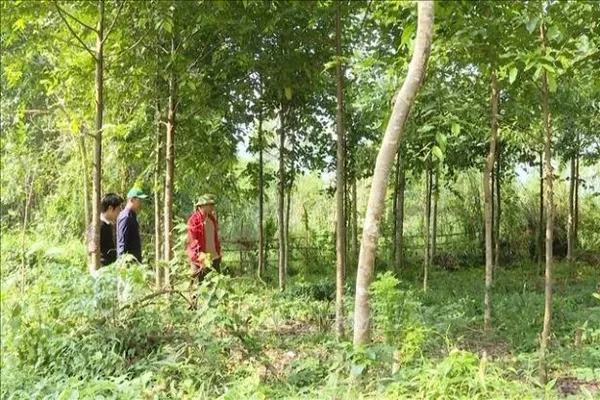 Quảng Bình focuses on afforestation to capitalise on carbon credit potential