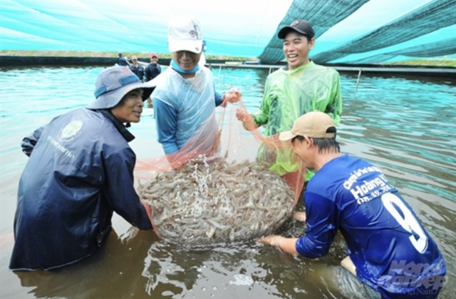 Bạc Liêu strives to become country’s shrimp production hub