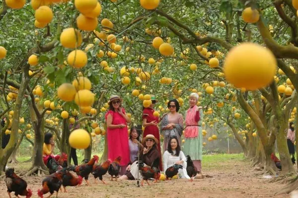 Specialty Diễn pomelo – a citrus offering for Lunar New Year Festival