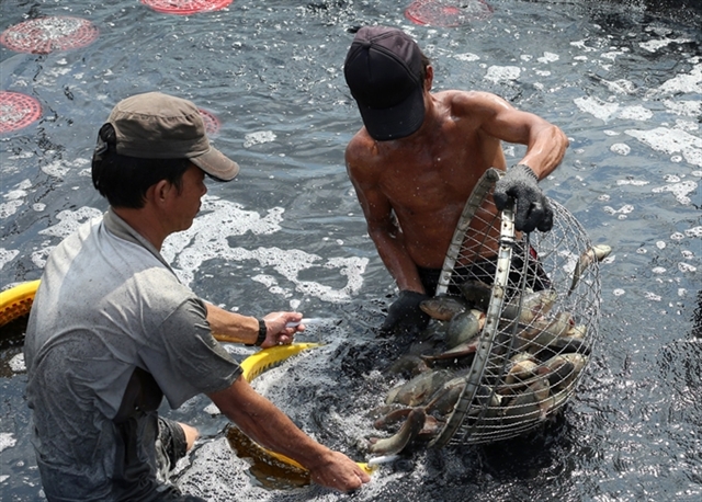 Brazil stops importing Vietnamese tilapia