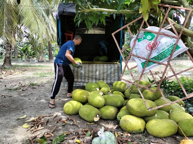 Tiền Giang Province farmers excited as Thai jackfruit prices soar after Tết