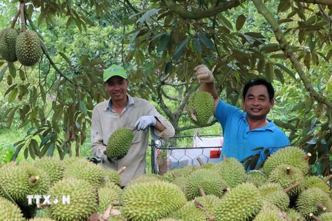 Sầu riêng Đông Nam Á đắt hàng tại thị trường Trung Quốc