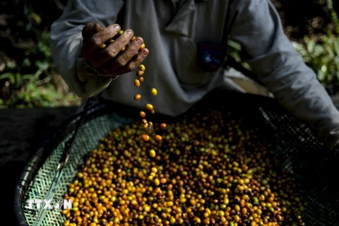 Giá càphê arabica tăng lên mức cao nhất 13 năm do lo ngại về nguồn cung