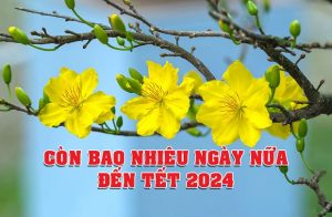 Còn bao nhiêu ngày nữa đến Tết 2024? Đếm ngược Tết 2024 Cùng Vietnam Booking