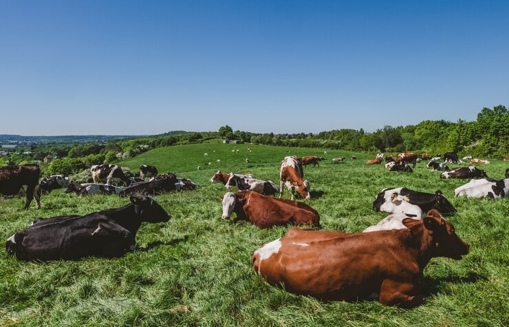 Denmark to introduce world's first livestock carbon tax