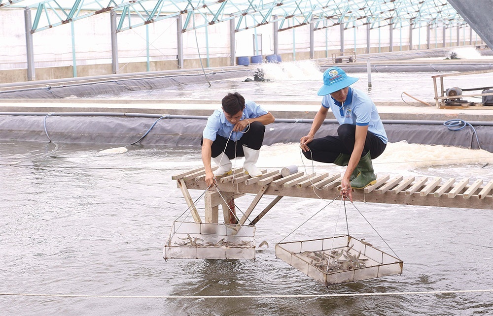 Advances in tech aid shrimp output