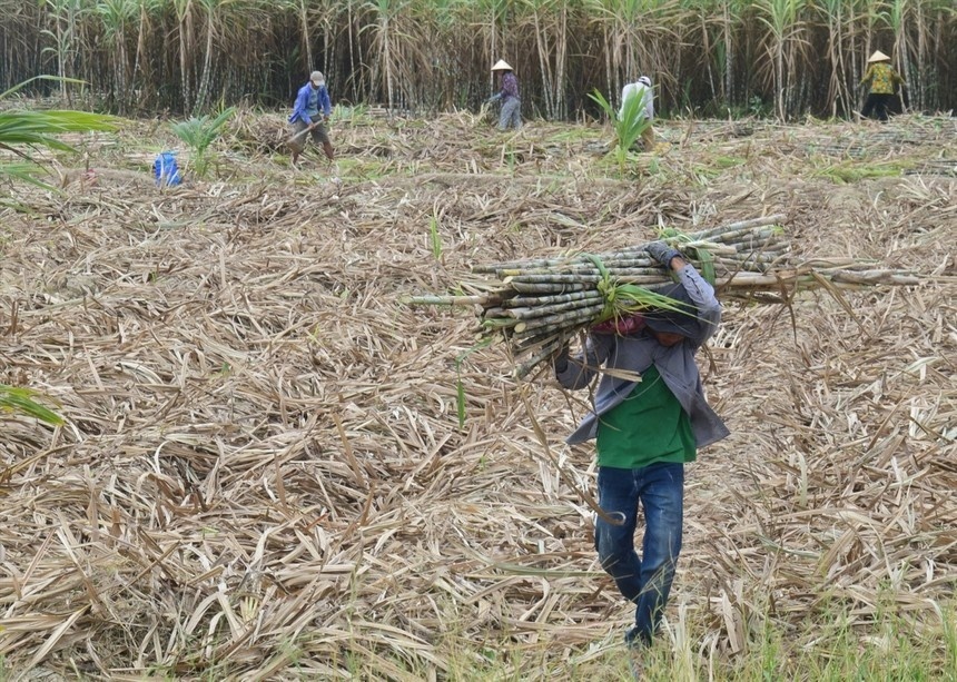 Sugar firms get a taste of sweeter future