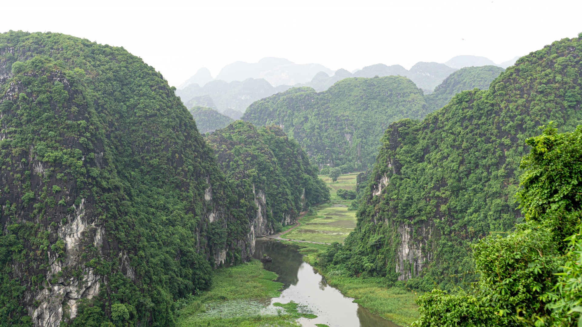 Large-scale timber forest development remains challenging for Vietnam