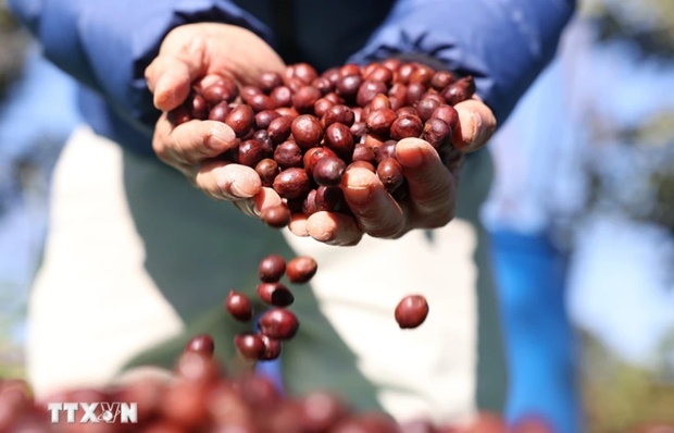 Vietnam – EU’s second biggest coffee supplier in 2023