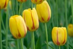 Khám Phá Xứ Sở Hoa TULIP