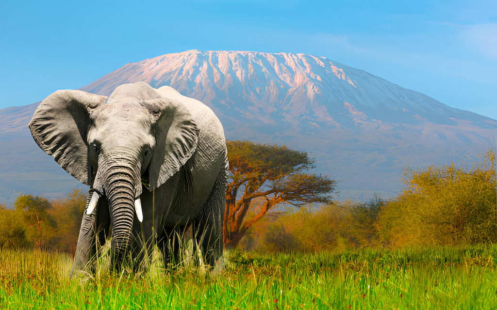 Núi Kilimanjaro - Ngọn núi cao nhất châu Phi