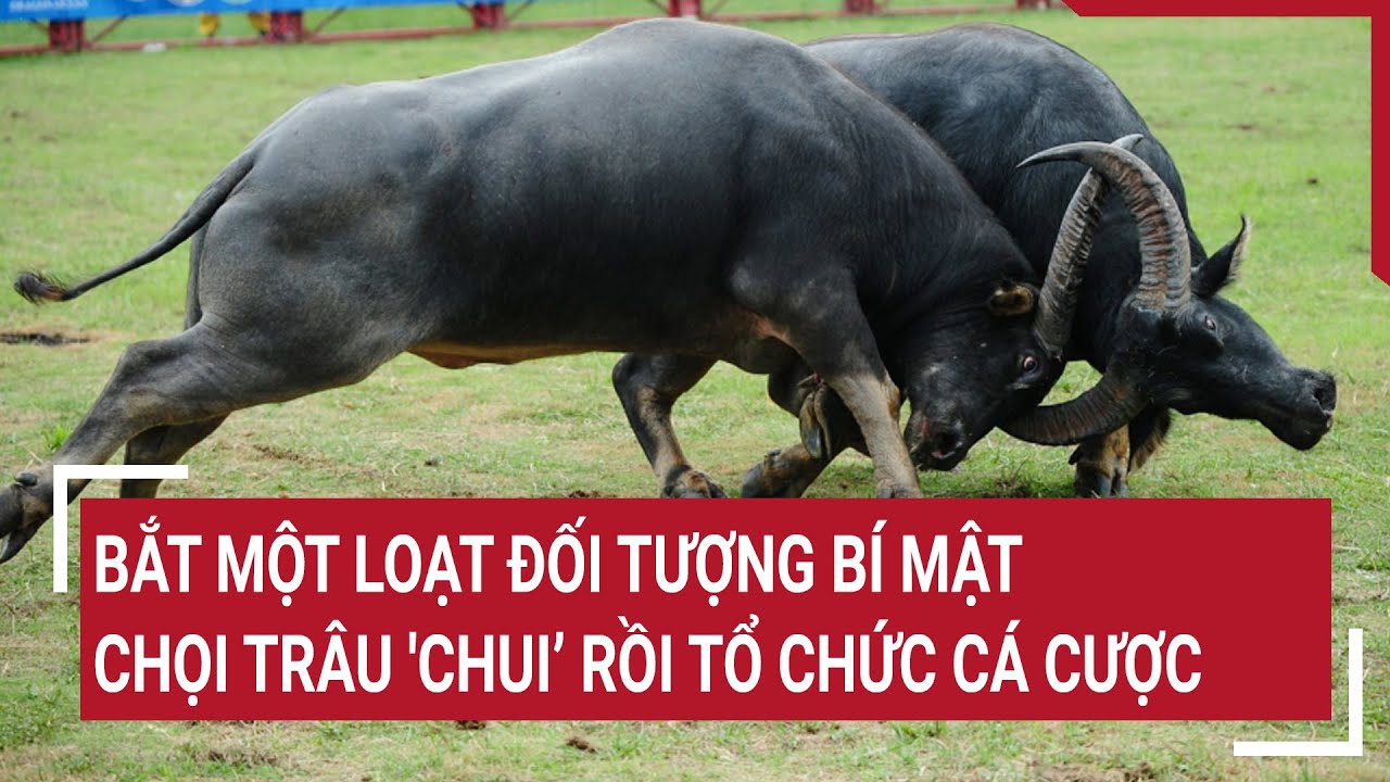 Bắt một loạt đối tượng bí mật chọi trâu 'chui’ rồi tổ chức cá cược