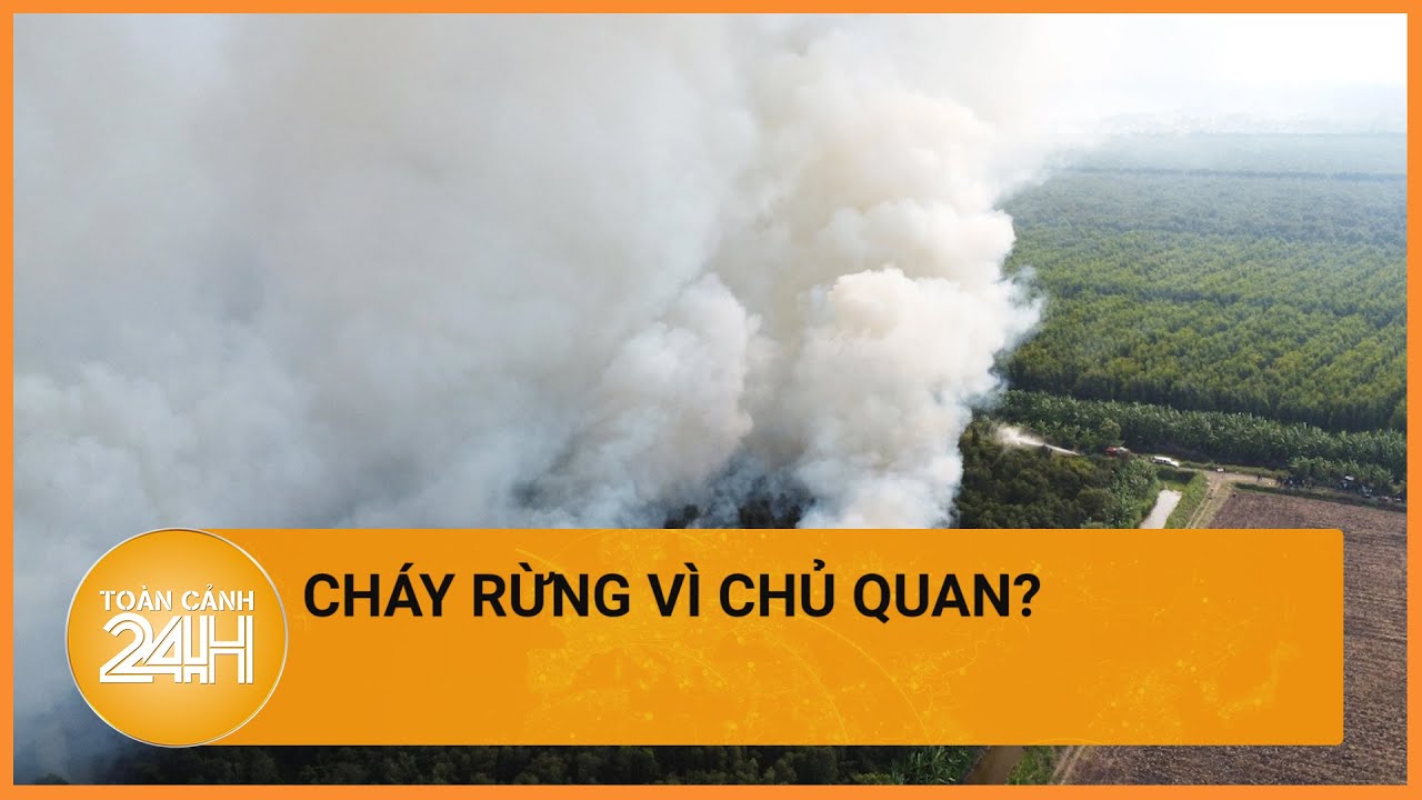 Vì sao 40ha rừng tràm ở Cà Mau cháy lớn?  | Toàn cảnh 24h