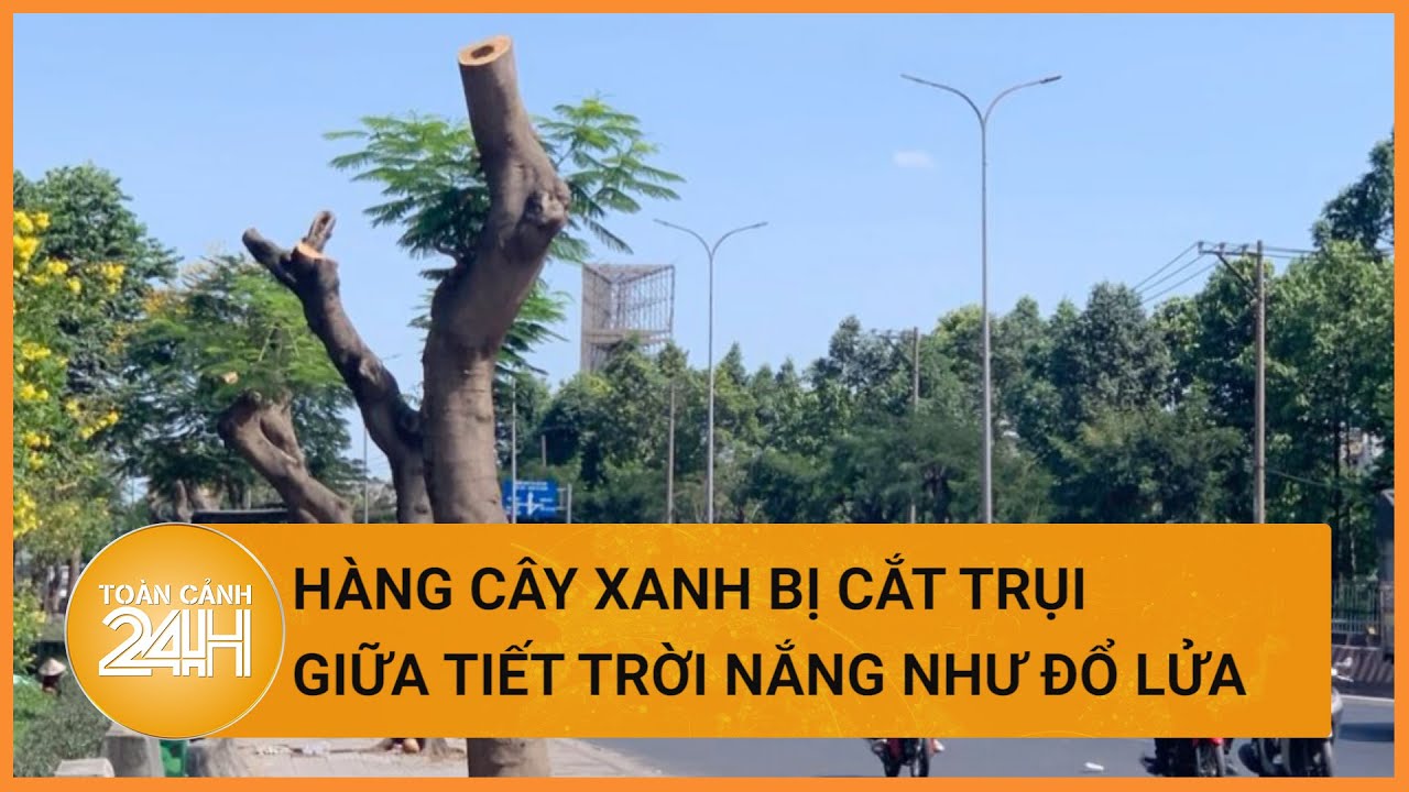 Lạ lùng hàng cây xanh bị cắt trụi giữa tiết trời nắng như đổ lửa| Toàn cảnh 24h