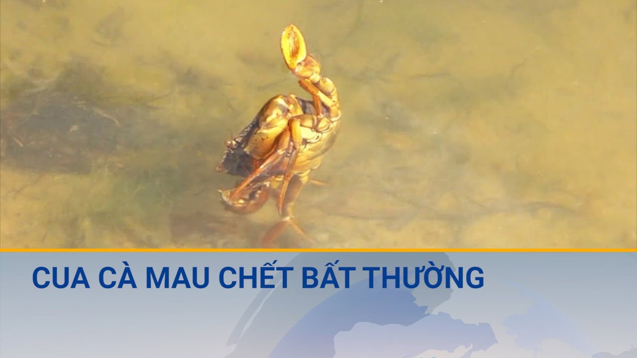 Cua Cà Mau chết bất thường, trên diện rộng | Cuộc sống 24h