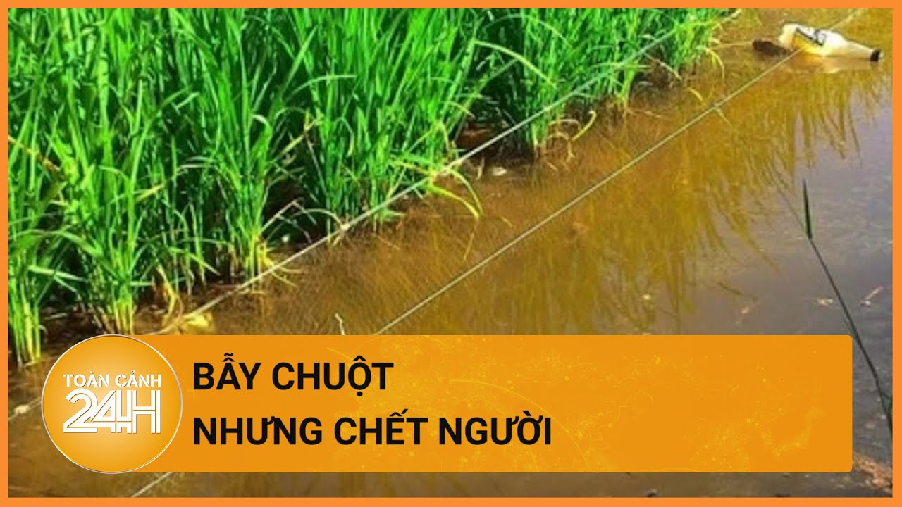 Bẫy chuột gây chết người ở Hải Phòng | Toàn cảnh 24h