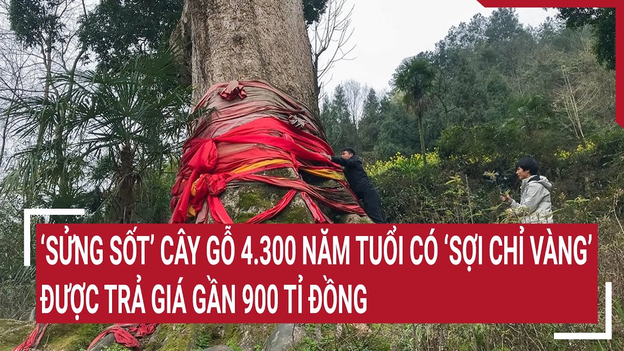 ‘Sửng sốt’ cây gỗ có ‘sợi chỉ vàng’ 4.300 năm tuổi được trả giá gần 900 tỉ đồng