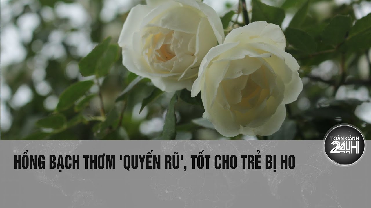 Hồng bạch thơm 'quyến rũ', - bài thuốc cực tốt cho trẻ bị ho | Toàn cảnh 24h