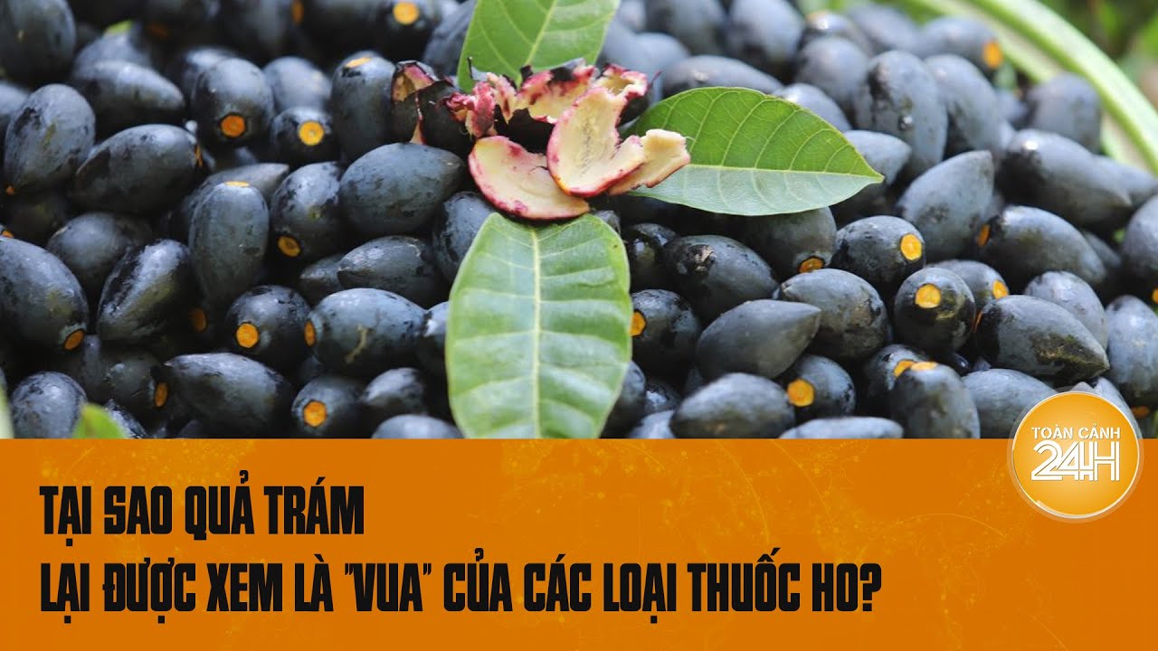 Tại sao quả trám lại được xem là "vua" của các loại thuốc ho nhiều đờm? | Toàn cảnh 24h