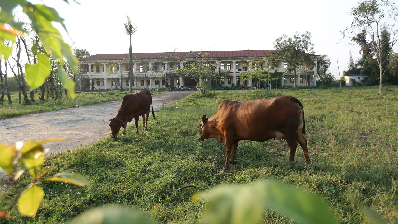 Hàng loạt trường học bỏ hoang thành nơi thả bò, tập kết vật liệu xây dựng