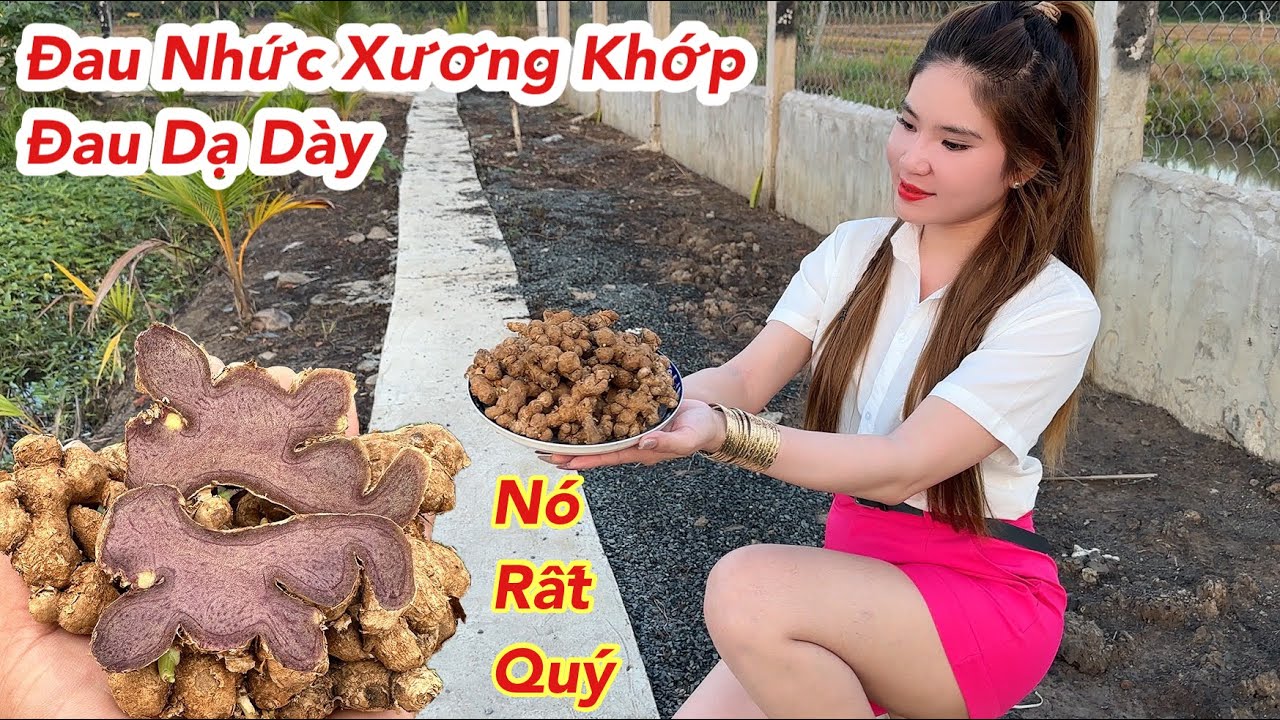 Bài Thuốc Rất Quý Trị Đau Nhức Xương Khớp, Đau Dạ Dày, Dùng Là Khỏi Bệnh