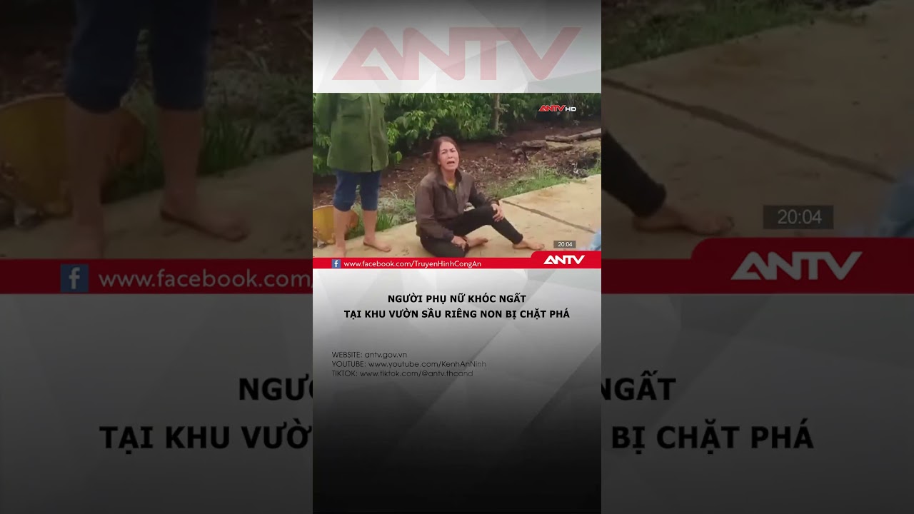 Sáng ra vườn khóc ngất vì 1.600 trái sầu riêng non bị chặt phá #antv #shorts  #tintuc #tintuc24h