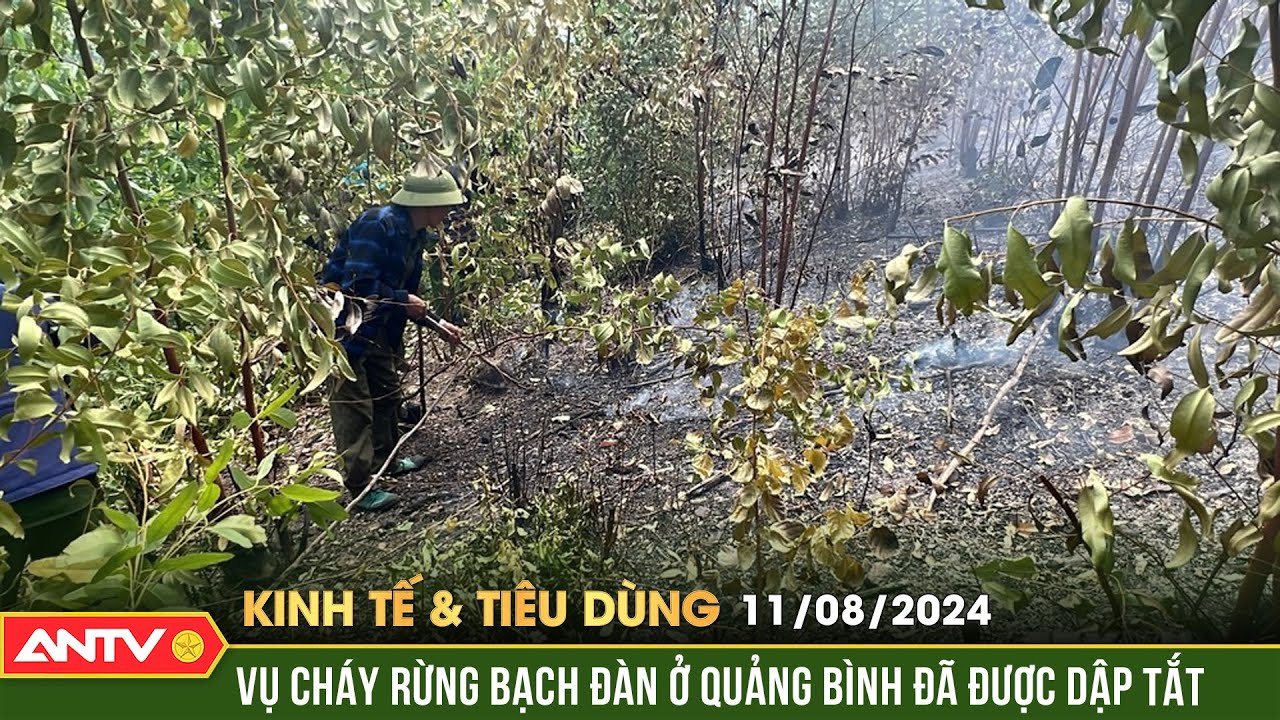 Đã khống chế được đám cháy rừng bạch đàn ở Quảng Bình|Bản tin kinh tế và tiêu dùng ngày 11/8 | ANTV